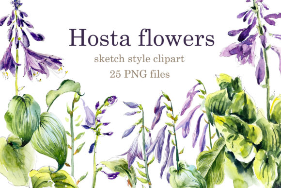 Watercolor Set Hosta Flowers. Clip Art: A Practical Review for Summer-Themed Design